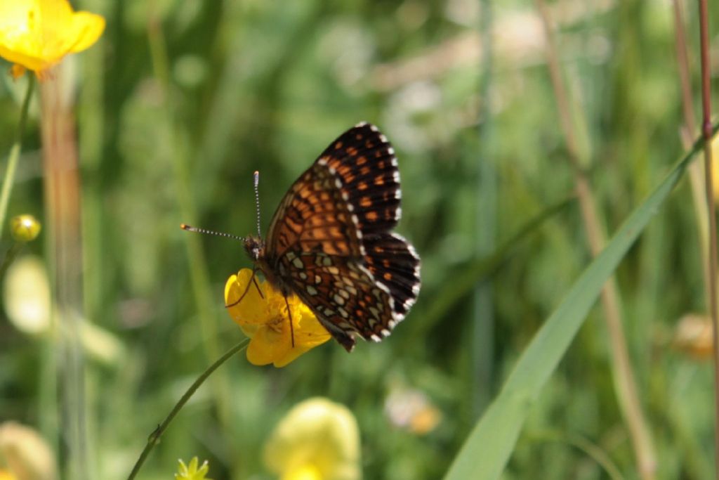 Melitaea diamina?  S